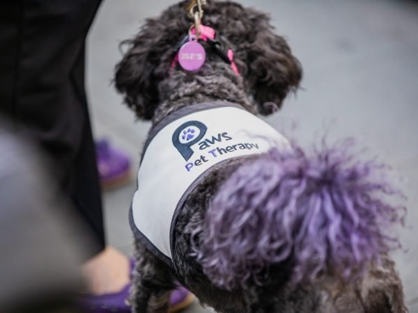 Meet PAWS Pet Therapy
